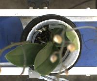 Orchidee project thumbnail