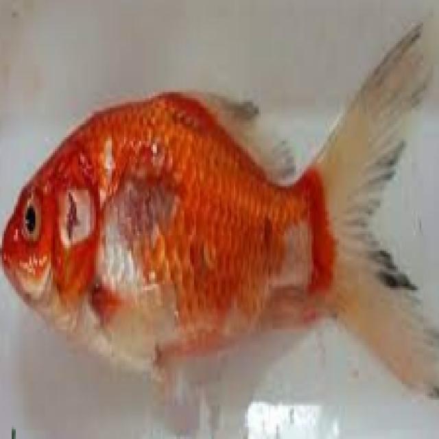 fish Object Detection Dataset by Shrimp Project