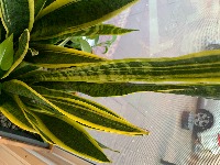 Snake-Plant project thumbnail