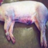 OinkCheck project thumbnail