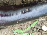 Egg plant Disease Detection project thumbnail
