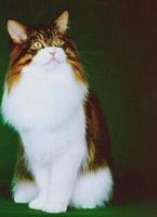pets project thumbnail