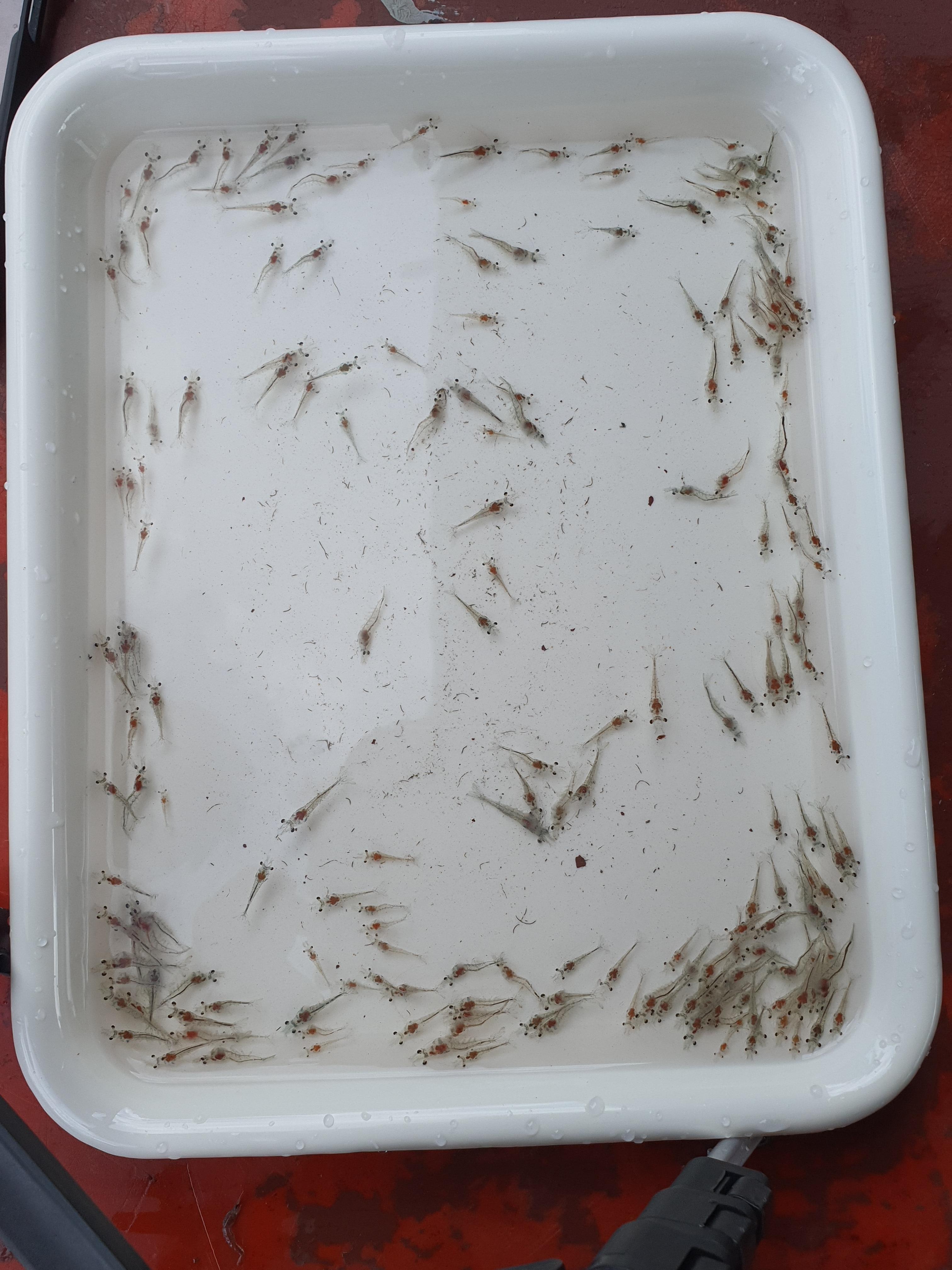 baby shrimp Instance Segmentation Dataset by test