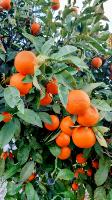 fruit project thumbnail