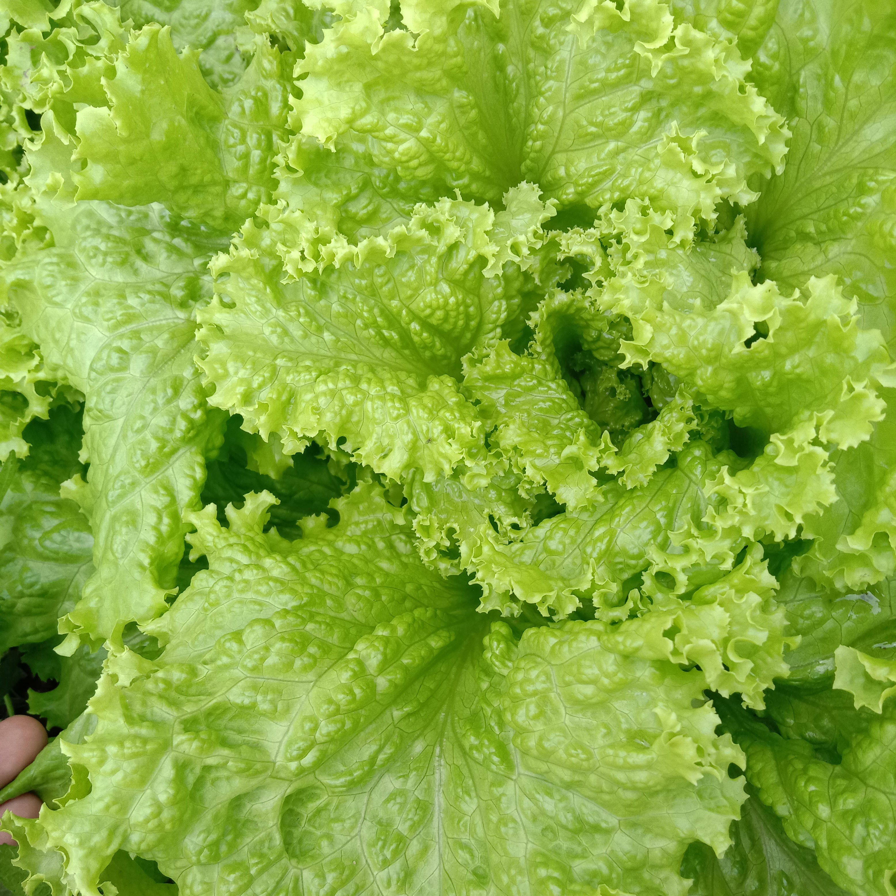 lettucedisease Classification Dataset by lettuce