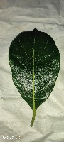 sl leaf project thumbnail
