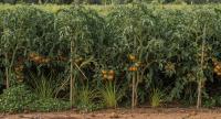 Weed Detection Model for Seed project thumbnail