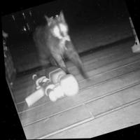 cat_prey_total_v2 project thumbnail