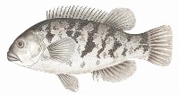 Fish Species project thumbnail