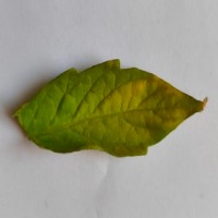 Leaf images project thumbnail