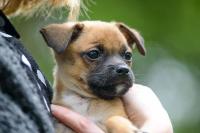 pug dog project thumbnail