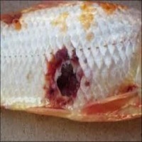 Fish Diseases project thumbnail