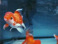 Goldfish Disease project thumbnail