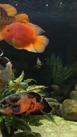 fish detect project thumbnail