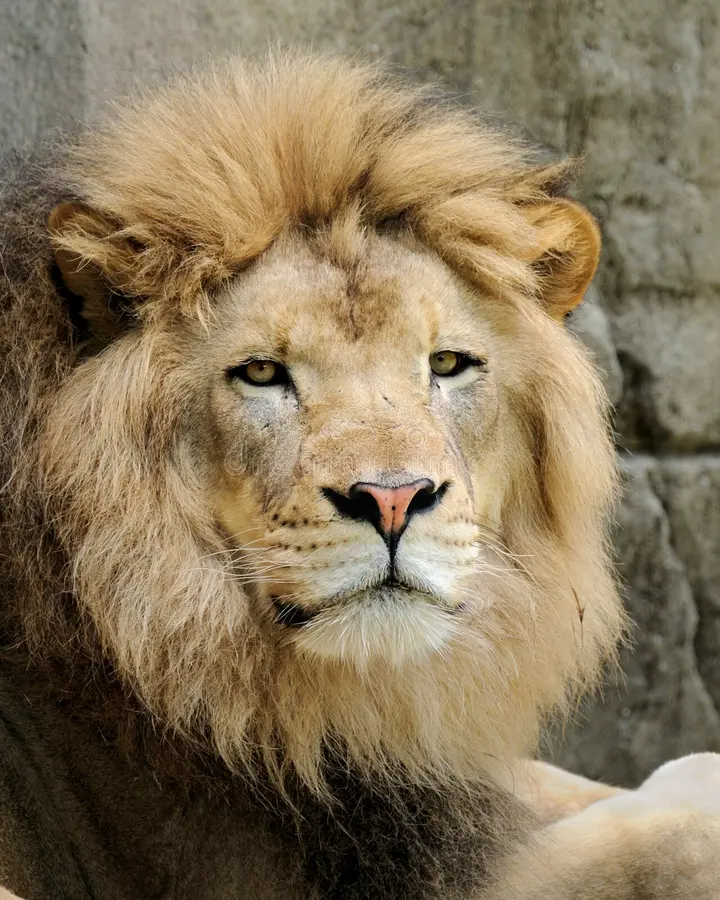 Animal detection Object Detection Dataset by root