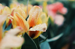 flower tulip Object Detection Model by Student