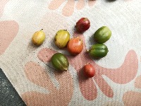 Dataset Image