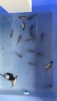 Fish project thumbnail