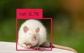 Rat Detection Object Detection Dataset by Ashveer Test Workspace