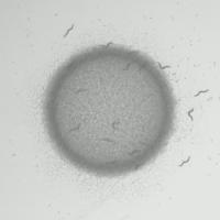 Worm_tracking project thumbnail
