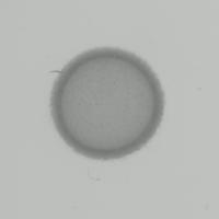 single-worm-withNeg project thumbnail