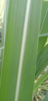 Sugarcane Leaf Disease project thumbnail