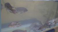 fish project thumbnail