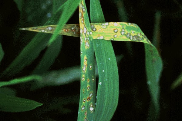 RiceBlastDisease Classification Dataset by RiceDisease