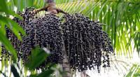 Açaí project thumbnail