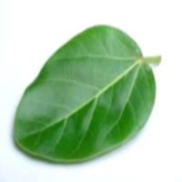 Img38_Banyan leaf project thumbnail