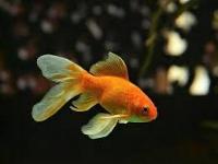 fish dataset project thumbnail