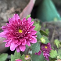 Colored Flower BD project thumbnail