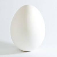 Egg project thumbnail