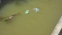 ODWaterStream project thumbnail