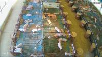 Find pig, lamp and feeder project thumbnail