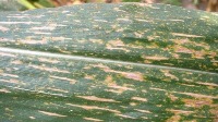 maize-disease project thumbnail