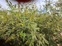 Weed Detection16 project thumbnail
