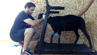 sheep project thumbnail