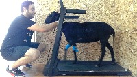 sheep_dlc_live project thumbnail