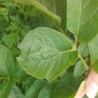 potato leaf disease project thumbnail