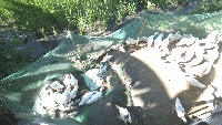 Duck project thumbnail