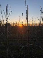 Pear buds against the sun project thumbnail