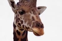 animals detection project thumbnail