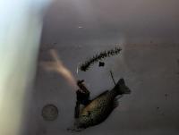 fish project thumbnail