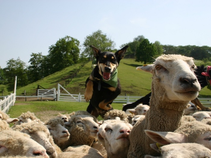 Sheep Object Detection Dataset by katenycu