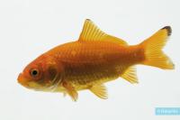 Fish Disease project thumbnail