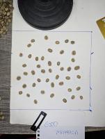 beans exporting project thumbnail