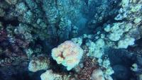 coral reef detection project thumbnail