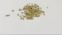 grains project thumbnail
