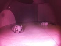 Animal detection project thumbnail